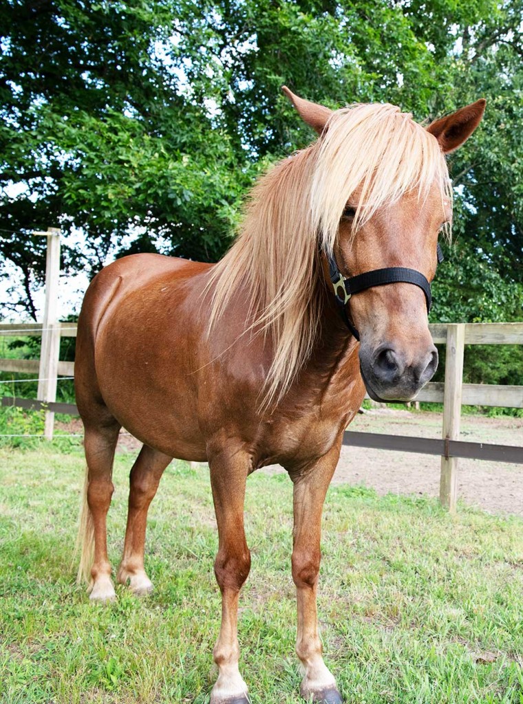 Pi The Pony From Pi's Forever Farm Children's Book