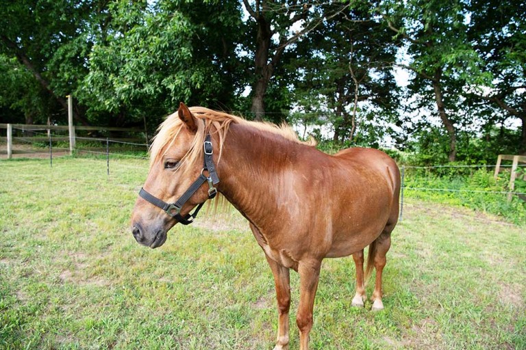 Pi's Forever Farm Pony